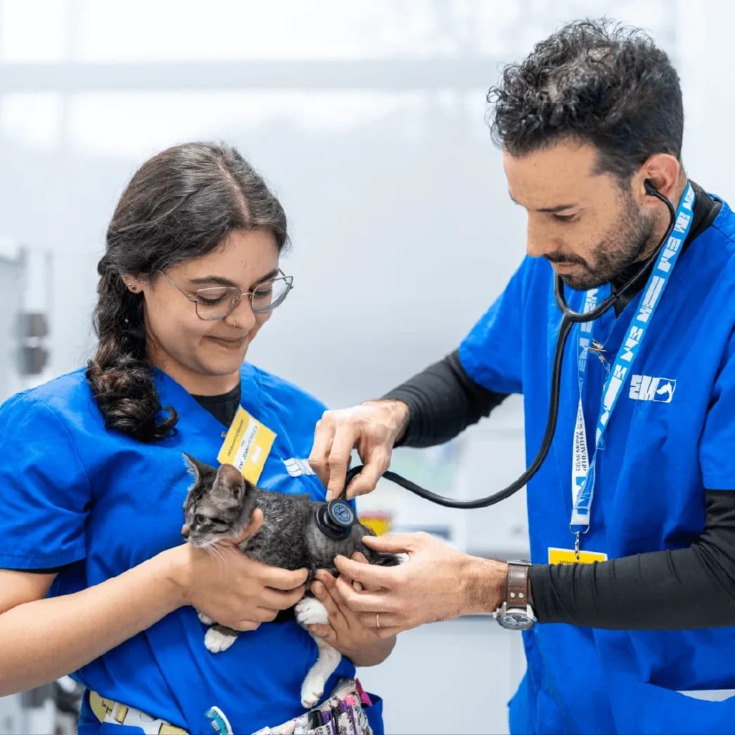 Medicina Veterinária